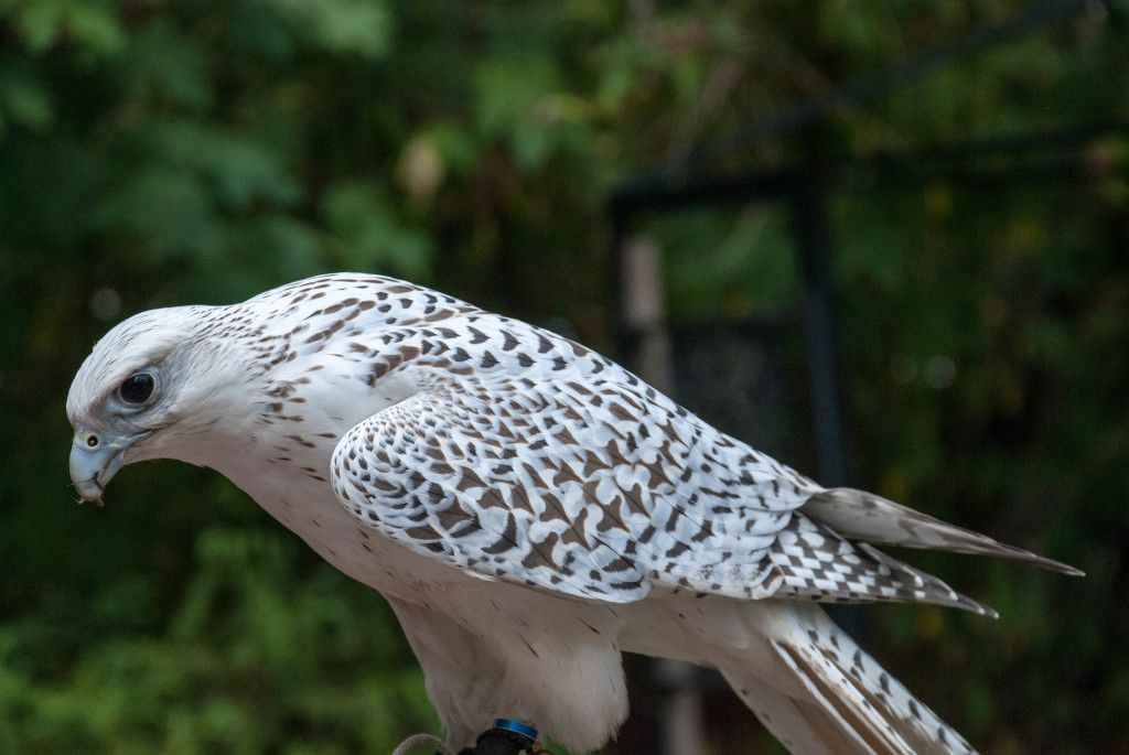 20150815-DSC_3660
